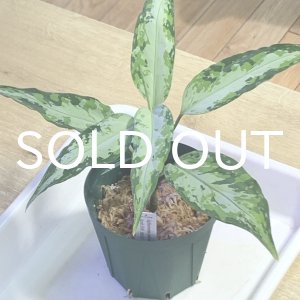 画像: アグラオネマ  Aglaonema pictum Aceh S16