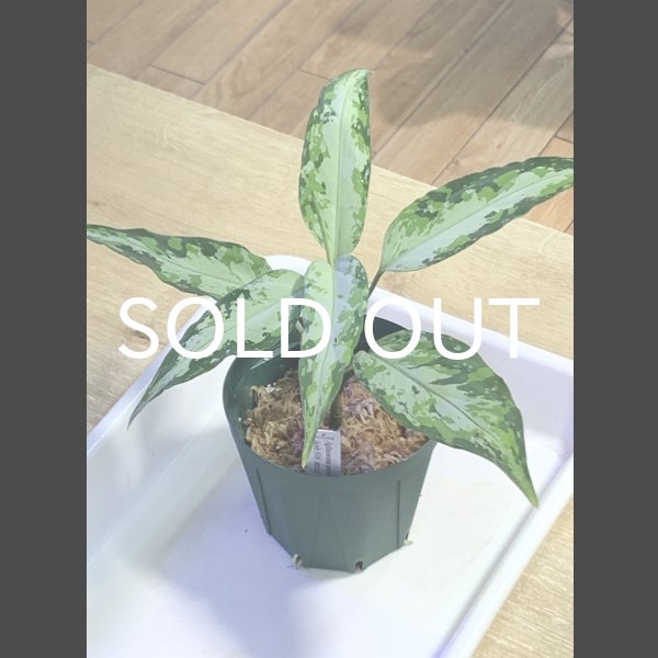 画像1: アグラオネマ <br>Aglaonema pictum Aceh S16 (1)