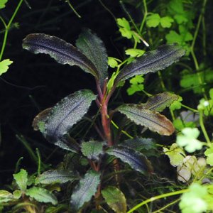 画像: ブセファランドラ Bucephalandra sp. "Kedagang" 