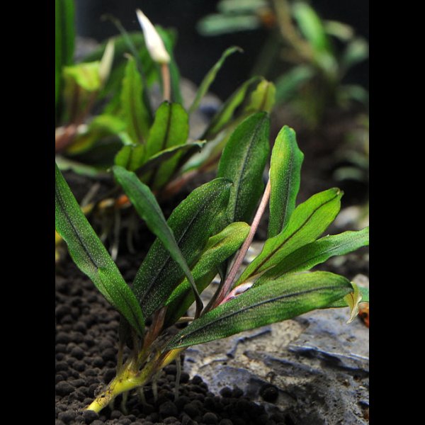 画像2: ブセファランドラ<br>Bucephalandra sp. "クアラクアヤン type1" (2)