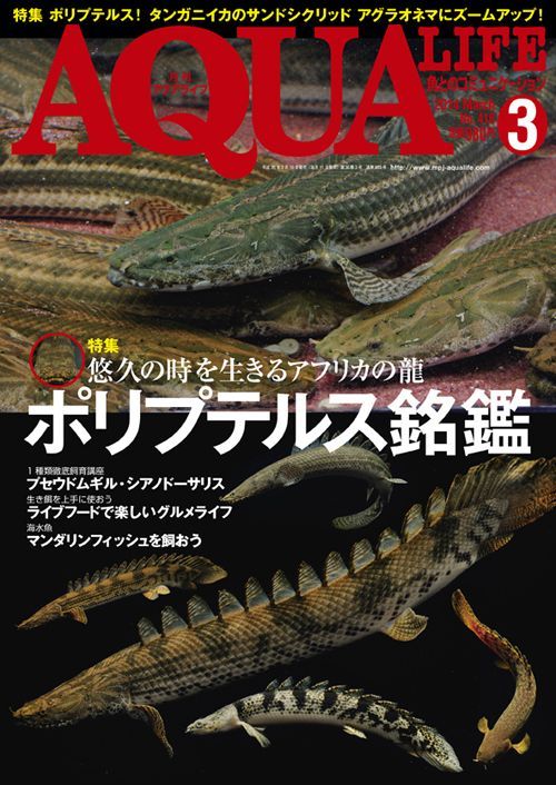 画像: 月刊アクアライフ誌でアグラオネマ特集が組まれました！！