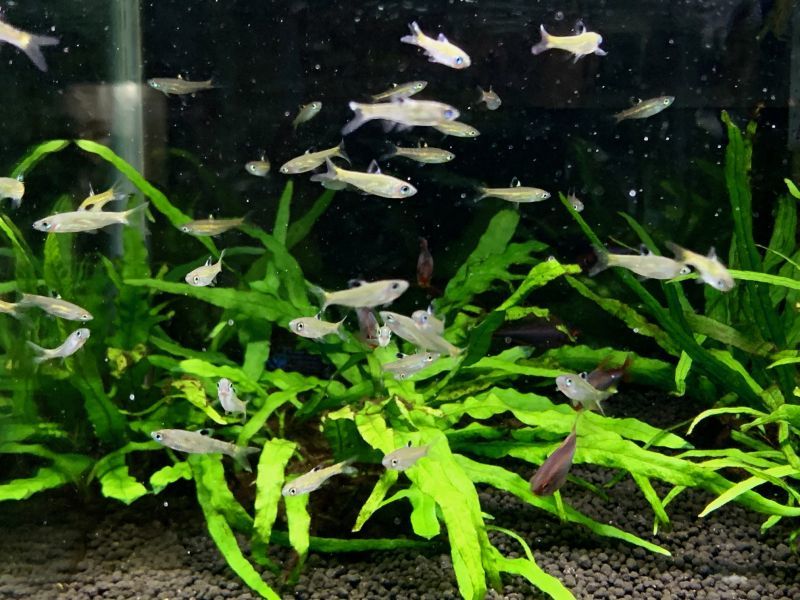 熱帯魚 水草 ベタ エビカニ メダカ 侘び草 Bioみずくさの森など入荷しました What S New Aqua Studio Nature