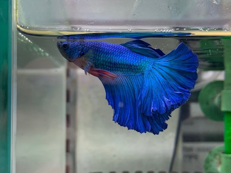 画像: 熱帯魚、水草、侘び草、Bioみずくさの森、レイアウト素材など入荷しました。