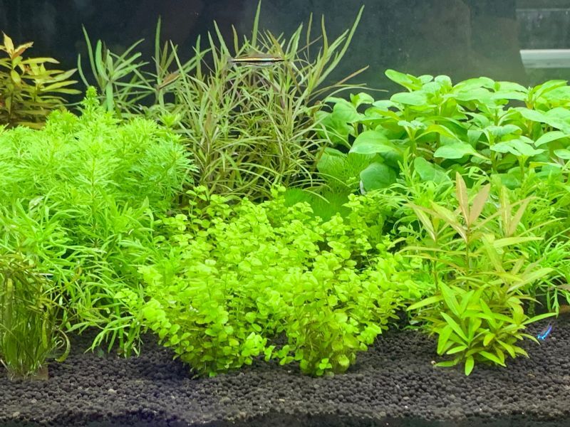 画像: 熱帯魚、水草、侘び草、Bioみずくさの森、レイアウト素材など入荷しました。