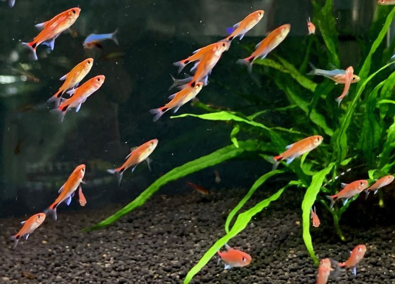 画像: 熱帯魚、水草、ベタ、カニ、侘び草、Bioみずくさの森、レイアウト素材など入荷しました。