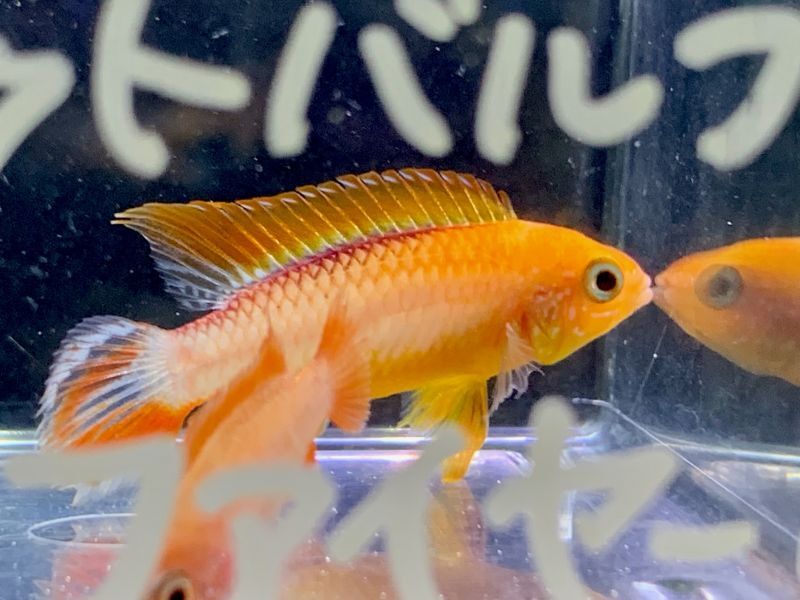 画像: 熱帯魚、アピストグラマ、水草、みずくさの森、レイアウト素材など入荷しました。