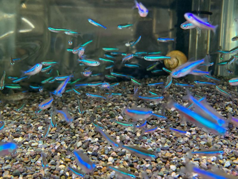 画像: 熱帯魚、水草、パルダ植物など入荷しました。