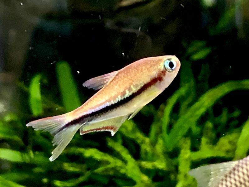 熱帯魚、水草、海水魚、グッピー、エビ、メダカ、パルダ植物など入荷