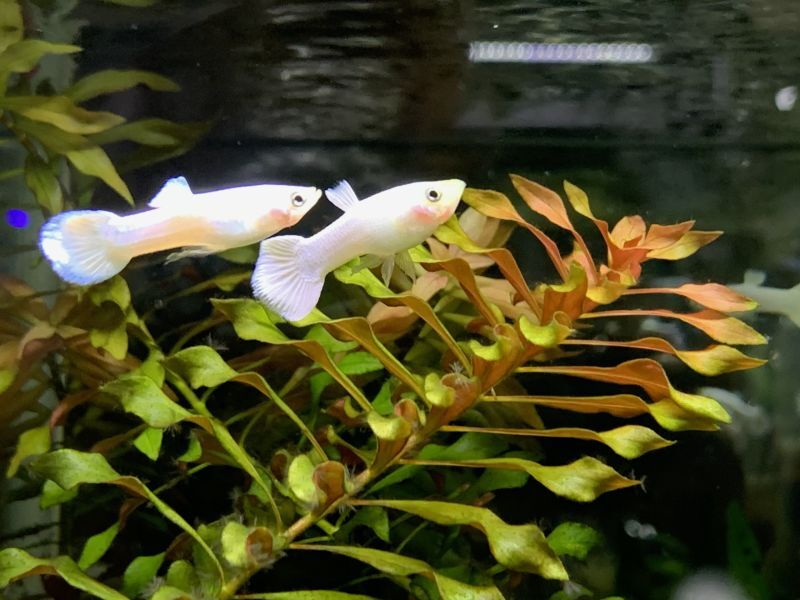 画像: 熱帯魚、水草、カニ、侘び草、組織培養など入荷しました。