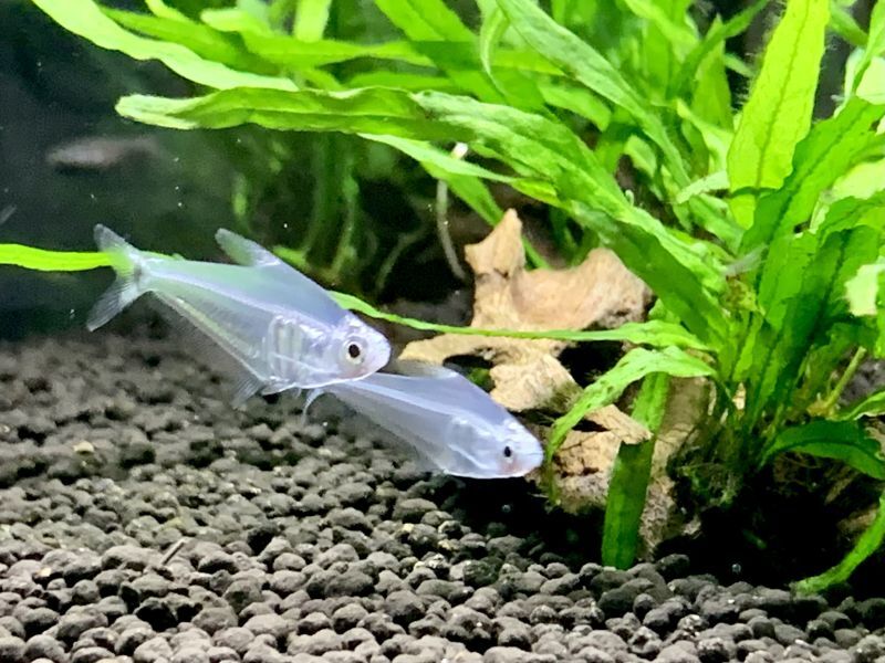 画像: 熱帯魚、水草、ベタ、フグ、グッピー、侘び草、Bioみずくさの森など入荷しました。