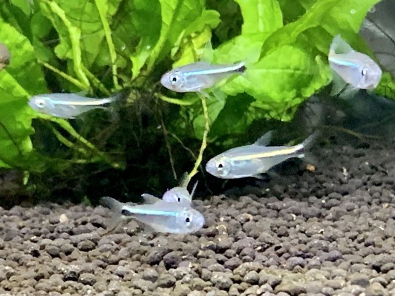 画像: 熱帯魚、水草、侘び草、Bioみずくさの森、レイアウト素材など入荷しました。