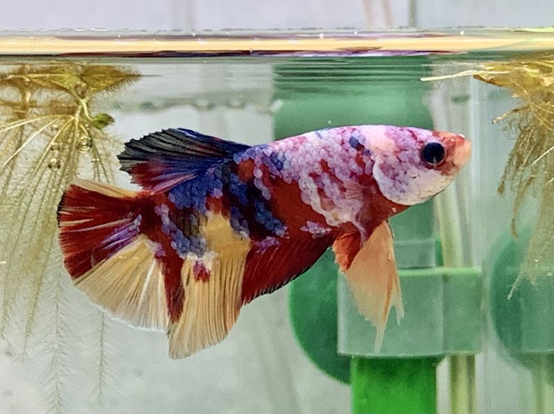 画像: 熱帯魚、ベタ、プレコ、水草、ブセファランドラなど入荷しました。