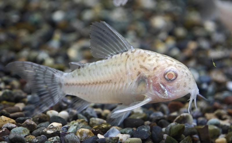 画像: 熱帯魚、水草、ベタ、カエル、侘び草、水草の森など入荷しました。