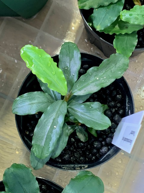 画像: ”Bucephalandra”　ブセファランドラいろいろ入荷しました。