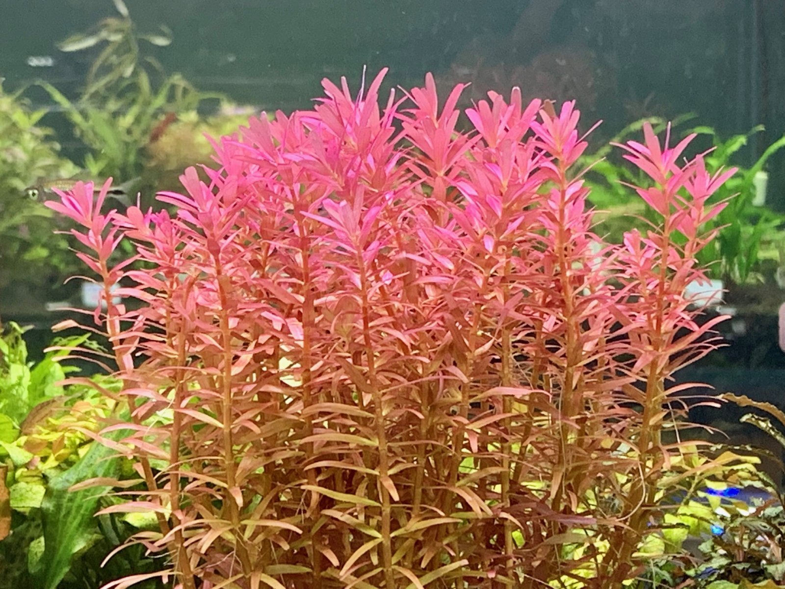 画像: 熱帯魚、水草、メダカ、ウーパー、侘び草、水草の森など入荷しました。
