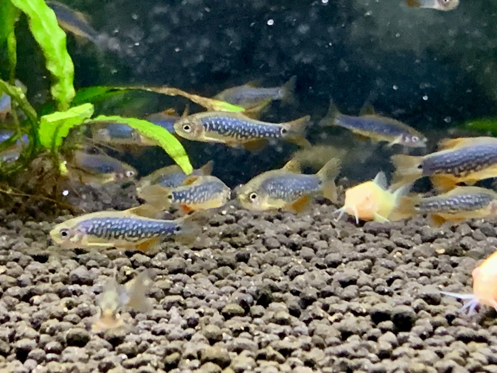 画像: 熱帯魚、水草、海水魚、メダカ、カニ、エビ、ウーパー、侘び草、水草の森など入荷しました。