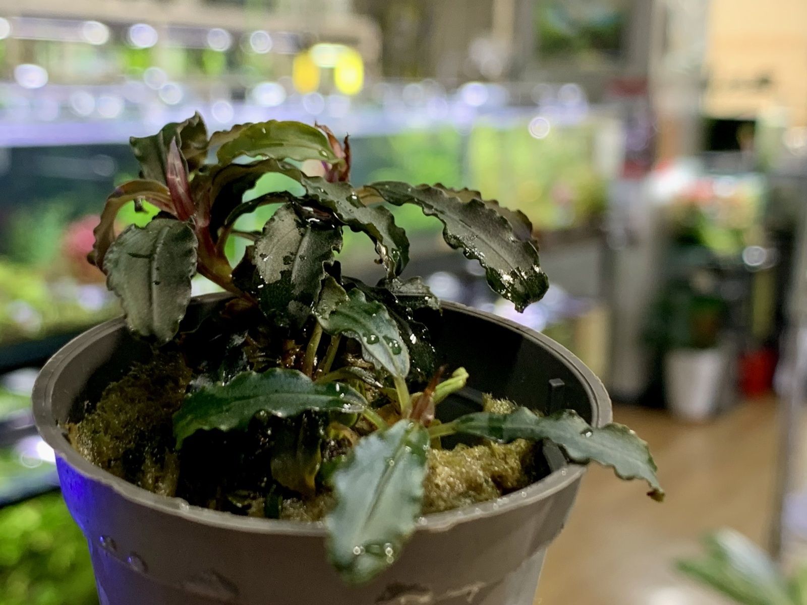 画像: 熱帯魚、水草、メダカ、金魚、エビ、カニ、フグ、侘び草、水草の森、レイアウト素材など入荷しました。