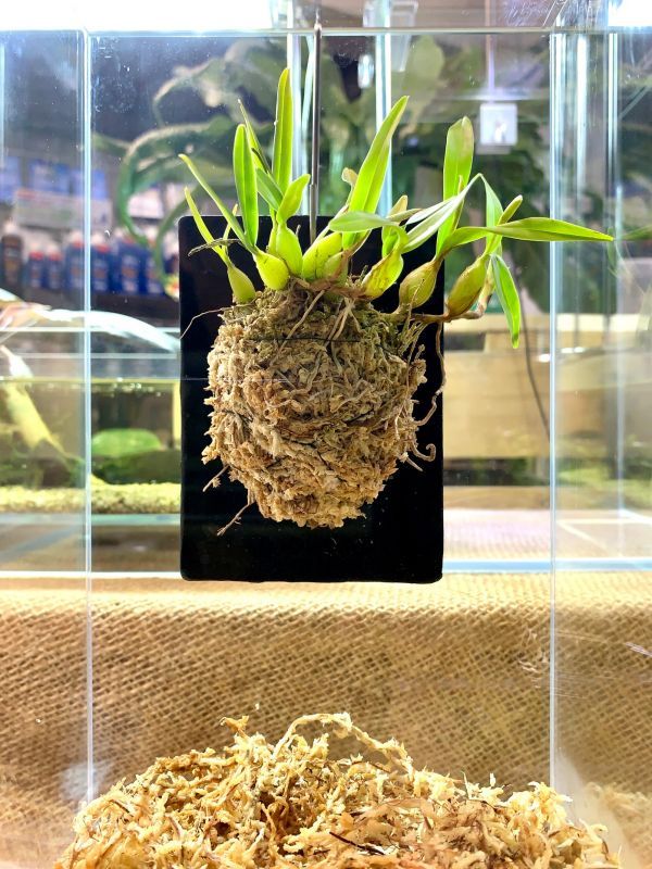 画像: 熱帯魚、水草、侘び草、Bioみずくさの森、ジャングルプランツなど入荷しました。