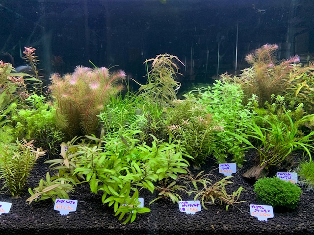 画像: 熱帯魚、水草、侘び草、Bioみずくさの森など入荷しました。