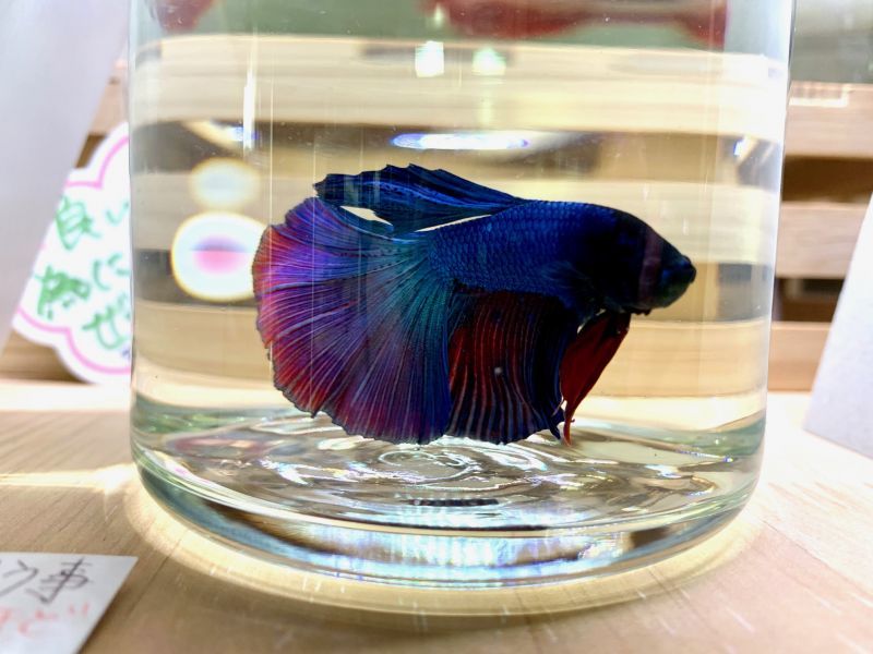 画像: 熱帯魚、水草、エビカニなど入荷しました。