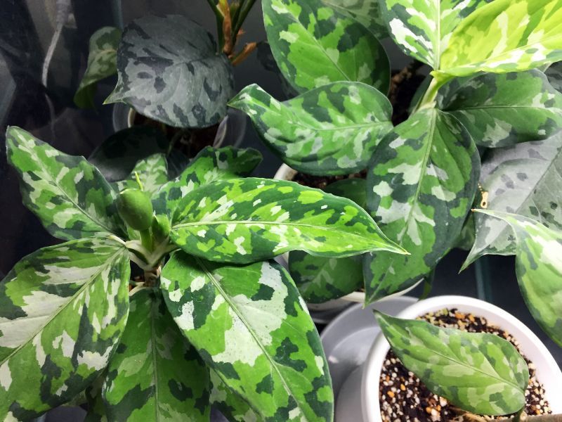 アグラオネマピクタム トリカラー/aglaonema/※秘密、秘蔵株（レア