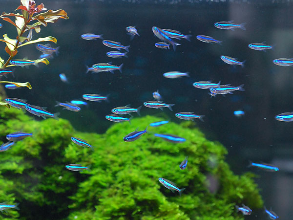 グリーンネオンテトラ 水草 熱帯魚 熱帯植物 ネイチャーアクアリウム Nature