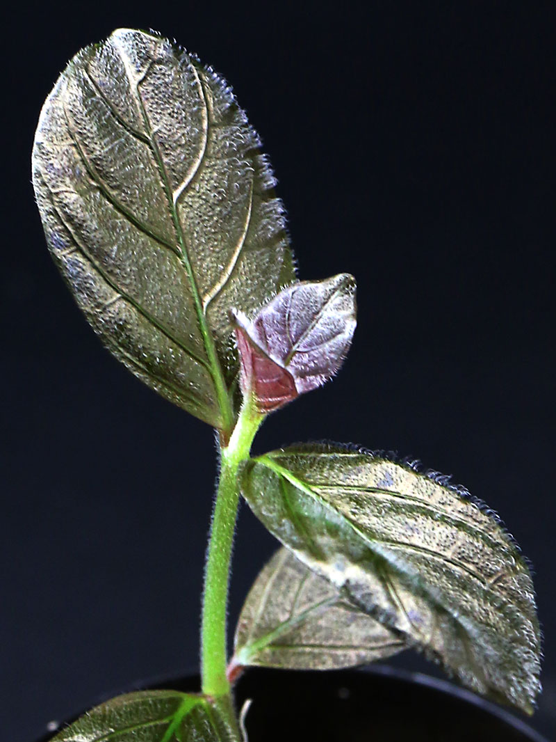 Acanthaceae sp. Ecador アカンサセアエ sp. エクアドル