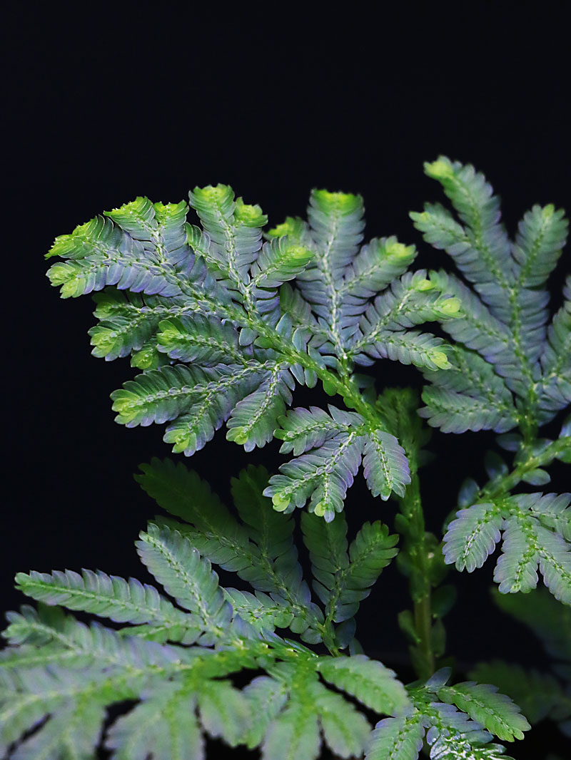 セラギネラ Selaginella sp. 