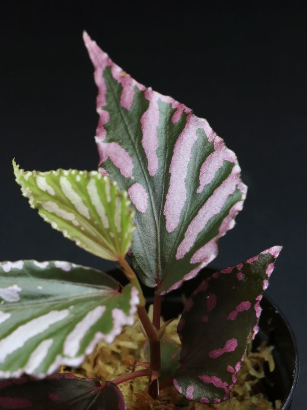 ベゴニア Begonia sp. 