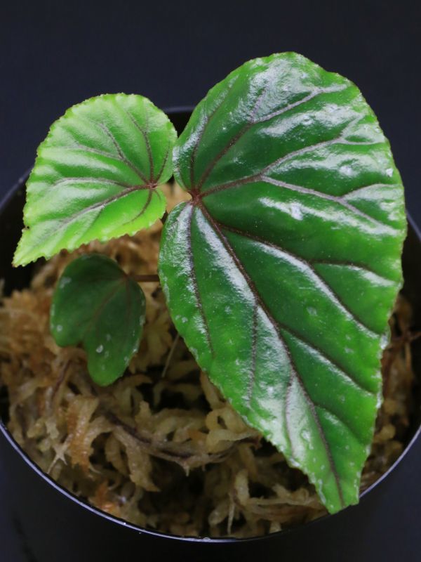 ベゴニア Begonia sp. 