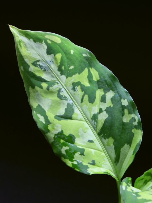 希少】Aglaonema pictum NIRVASH 芋切り✂︎トリカラー☆②-